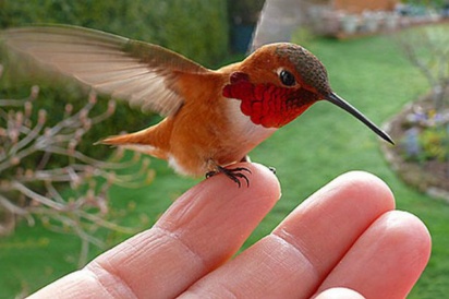 A tiny red-breasted hummingbird often sits on Janine Linnings finger after flying to her home for a feed Source Mirror UK