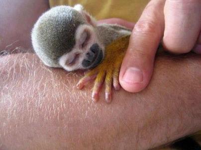 The Tiny Squirrel Monkey - South America