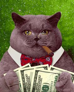 cat-with-cigar-and-money